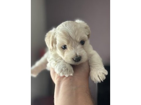 Harika kalite maltipoo bebekler