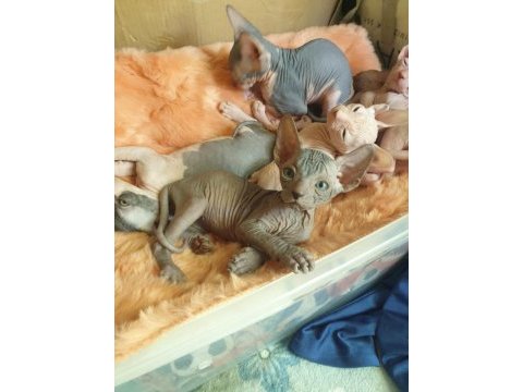 Sfenks kedisi