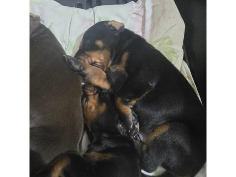 İzmirden safkan fcı belgeli doberman yavruları