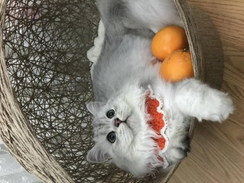 British longhair kedime eş arıyorum
