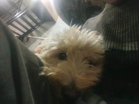 Yer sıkıntısından dolayı satılık maltipoo