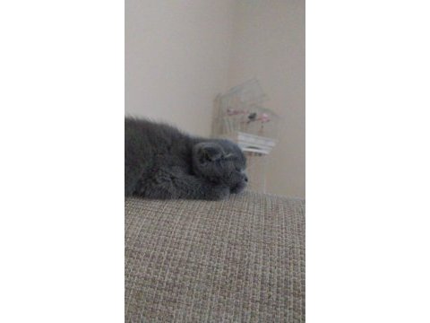 2 aylık sağlıklı hareketli scottish fold