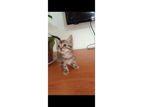 Kedilerimize aile olur musun?