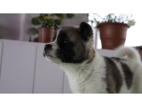 A kalite amerikan akita yavrularımız