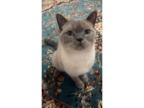 Bir buçuk yaşında british blue point