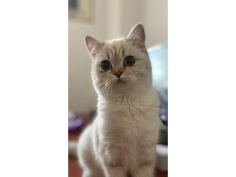Silver british shorthair