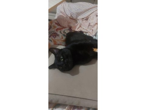 Acil! siyah bir pumaya (kedi) arkadaş olur musunuz?