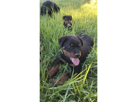 Rottweiler yavrularımız