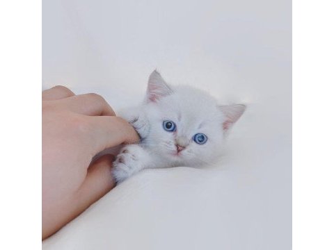 British shorthair yavruları