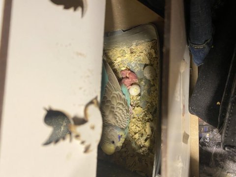 Damızlık arka arkaya doğuran muhabbet kuşu seti