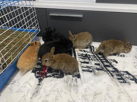 Cüce tavşanlarımız yeni sahibini arıyor