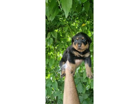 Big rottweiler yavrular