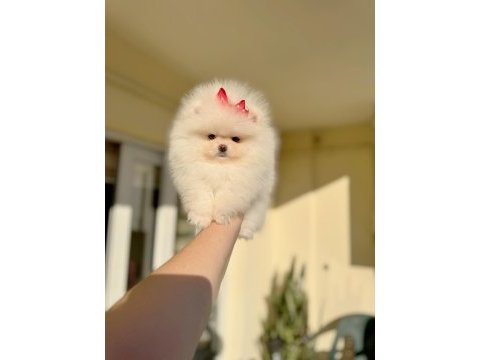 Mini boy teacup dişi pomeranian boo