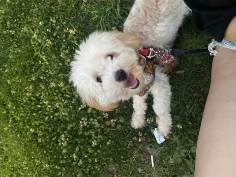 Acil maltipoo bilgi almadan karar vermeyin