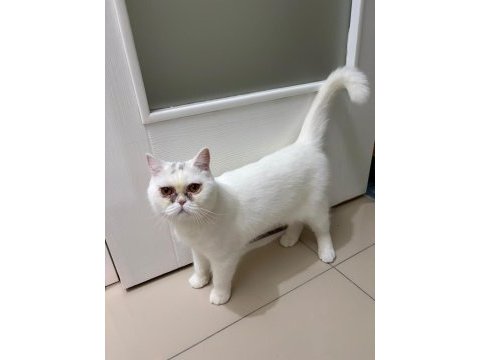 8 aylık sağlıklı erkek kedimiz