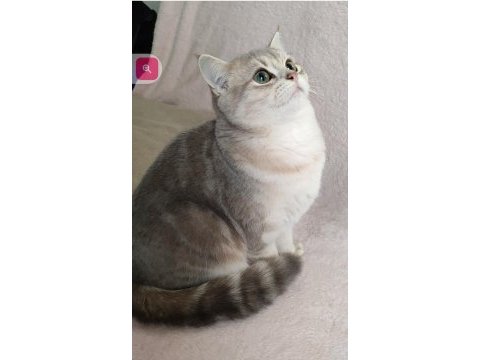 Safkan british shorthair