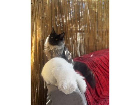 Gri yele maine coon isteyenler