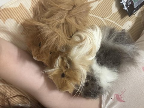 Ginepig sahiplendirme