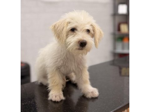 3 aylık tuvalet eğitimli yavru oyuncu maltipoo