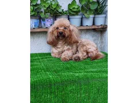 3 yaşında tecrübeli erkek toy poodle