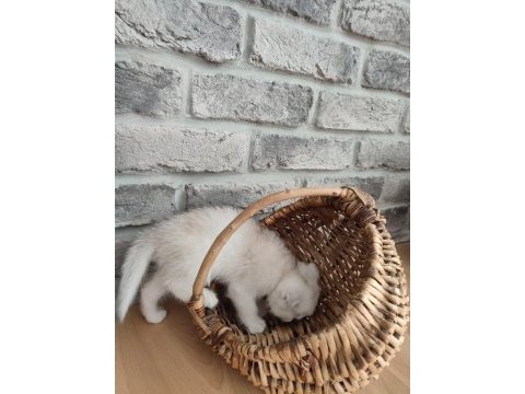 Scottish fold 2 aylık