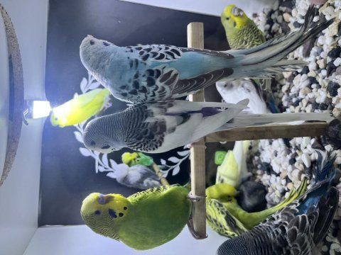 Taze muhabbet kuşları bebek