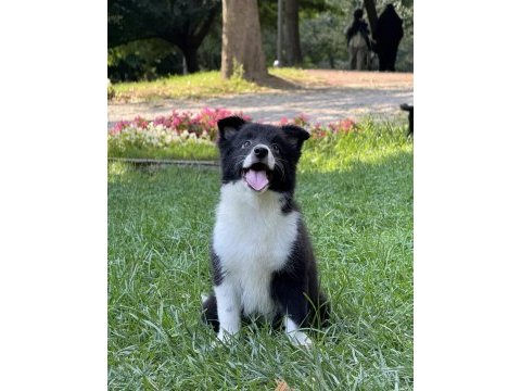 A kalite yavru köpekler