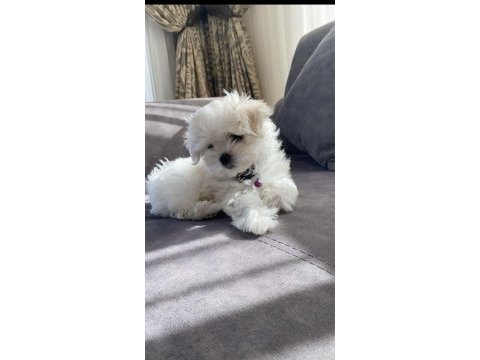 Safkan ırk maltese