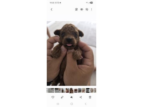 10 güne teslim kore anne babadan safkan kore poodle bebekler