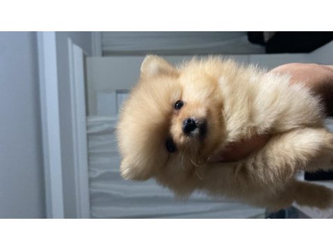 Teacup pomeranian boo 2.5 aylık