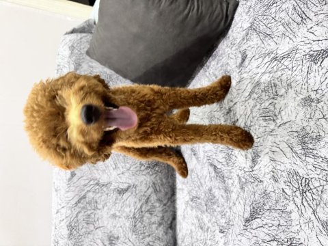 Toy poodle 8,5 aylık