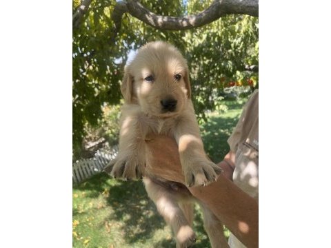 Safkan golden retriever yavrularımız