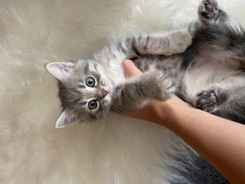 54 günlük kedimi sahiplendiriyorum