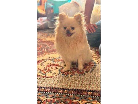 2 yaşında dişi pomeranian boo