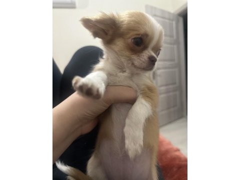 Orijinal chihuahua