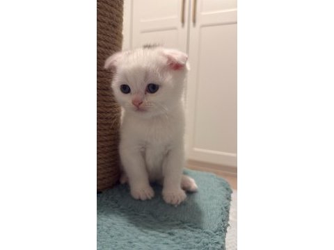 Çikolata point ve beyaz british shorthair