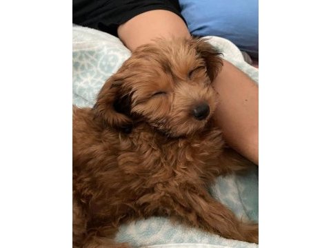 2.5 aylık maltipoo dişi yavrumuz