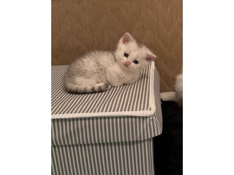 2 aylık british shorthair yavrular