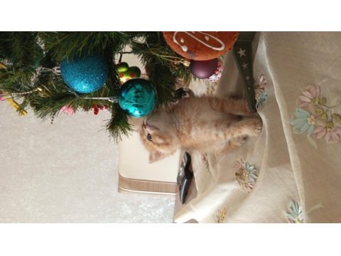 Yakışıklı british shorthair oğlumuza yuva arıyoruz