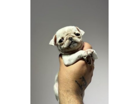 Egzotik beyaz pug mops erkek bebek