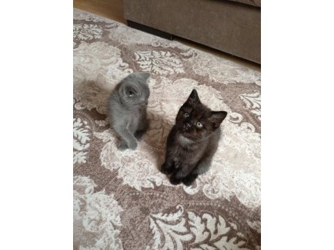 Exotic shorthair yavru