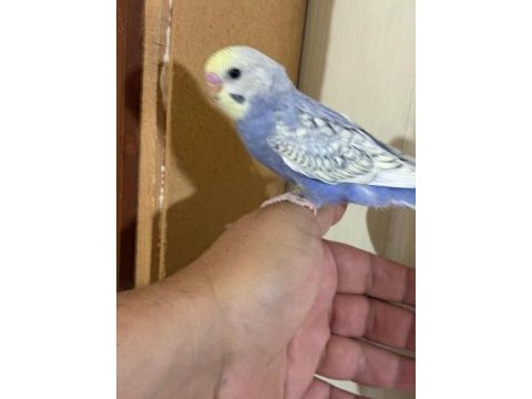 30 günlük kusursuz bebek muhabbet kuşu