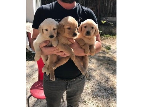 Baby face golden retriever yavruları