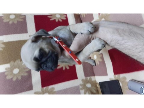 60 günlük pug yavrular