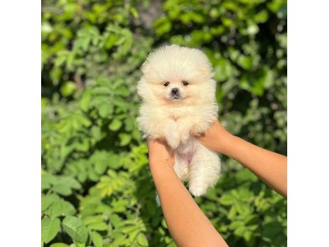 Pomeranian boo yavrular