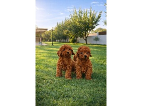 Müthiş rakamlara gerçek toy poodle yavrular