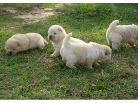 Pofuduk chow chow yavrularımız