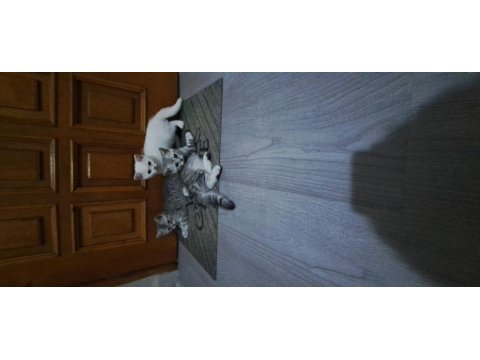 3 şilaĥşör kediler