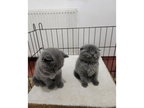 Biblo güzellikte safkan scottish fold