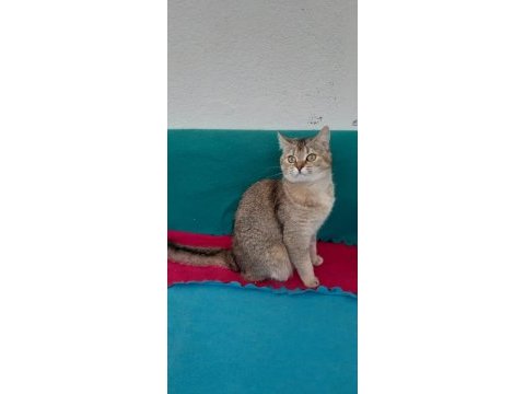 Golden british shorthair